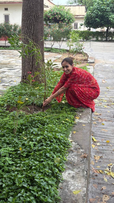 Tree plantation